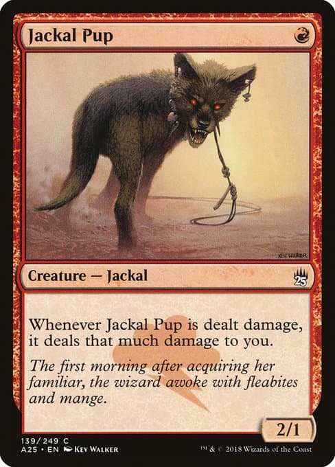 Jackal Pup (Common)